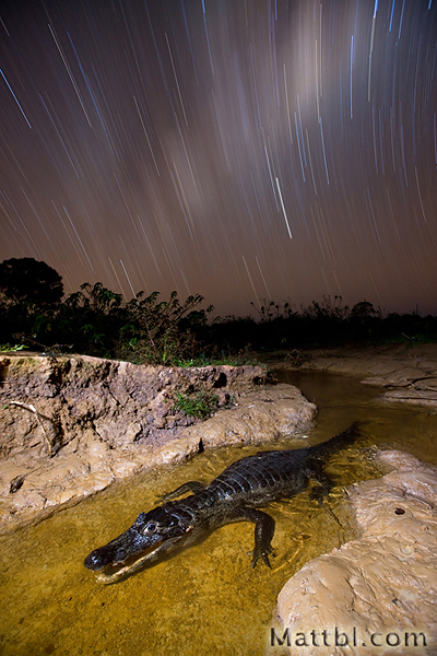 Caiman Fishing
