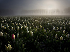 Tulip Fields