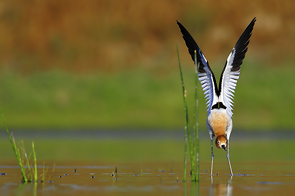 Stretch © Andy Nguyen
