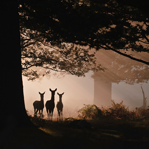 Timidity © Mark Simms