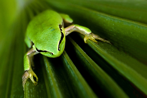 Frog © Andre Boto