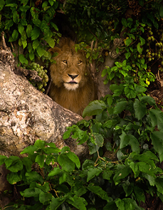 Lion in a Tree © J.L. 'Woody' Wooden