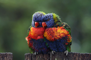 Lean on Me © Lesley Smitheringale