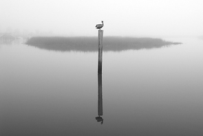 Foggy Roost © Winthrope Hiers
