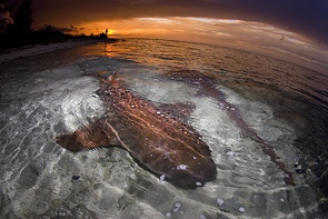 Nurse Shark Sunset © Matthew Potenski