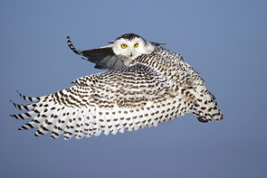Snowy Owl in Flight © Brian Hansen