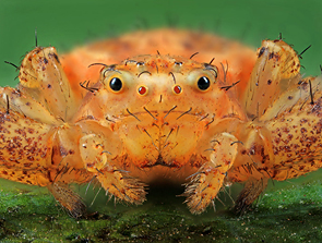 Brown Spider © Alexander