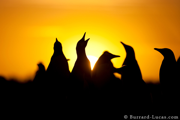Gentoo Penguins