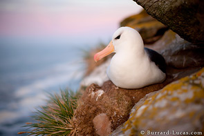 Black-Browed Albatross