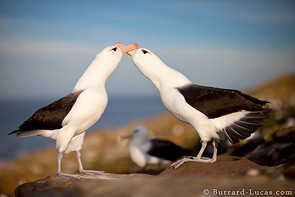Black-Browed Albatross Courting