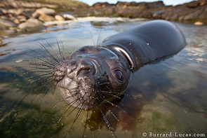 Playful Elephant Seal Pup