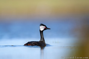 White-Tufted Grebe