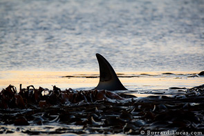 Killer Whale