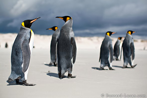 King Penguins