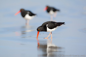 Magellanic Oyster Catchers