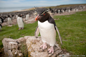 Rockhopper Penguin