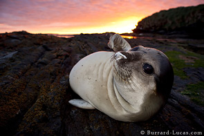 Elephant Seal at Sunset