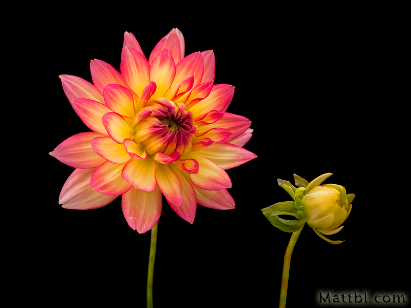 Hasselblad H3DII39 and Flower Photography