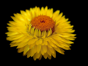 Bracteantha