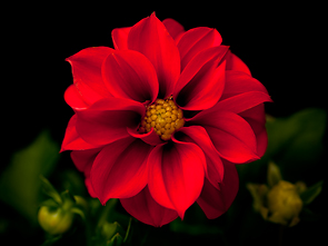 Red Dahlia