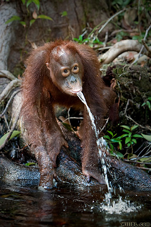 Orangutan Fountain