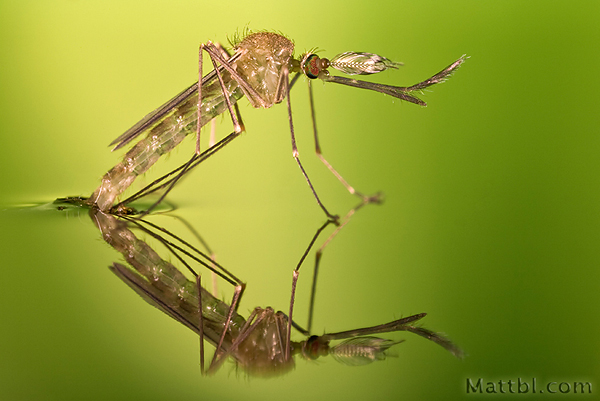 Hatching Mosquito