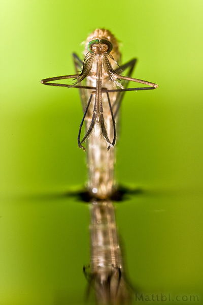 Mosquito Facing