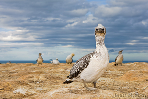 Gannet Chick