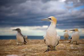 Gannets