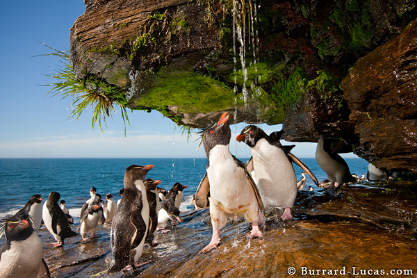 Rockhopper shower