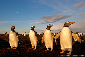 Gentoo penguins at sunset