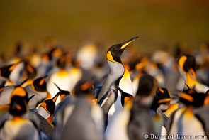 King penguin colony at Volunteer Point