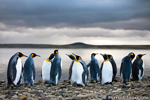 King penguins standing by the water’s edge