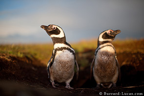 Magellanic penguins outside their burrow