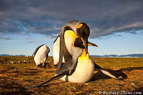 King penguins mating