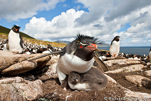 Rockhopper penguin with chick