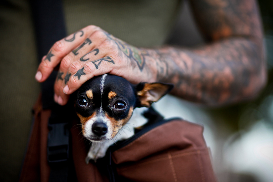 “Denver tattoo artist “Zeb One” with Zeus, his 10 month-old Teacup Chihuahua 