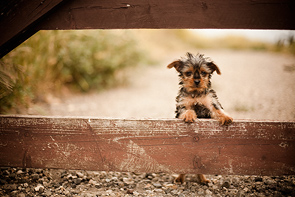 A Dog, On A Gate by Jessica Dalene