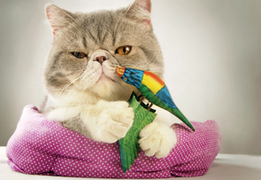 Play Time by Angella