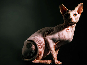 Graceful Pose by Angella