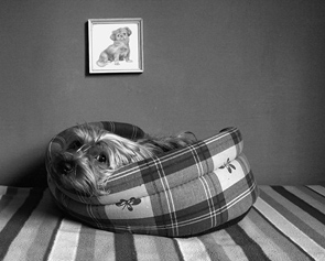 Daydream by Rudolf Arpad Kozsak
