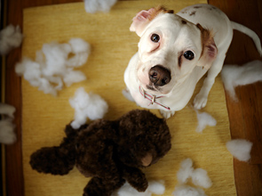 What Teddy Bear? by Austin Foote