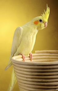 Yellow Bird by Sultan Alsultan