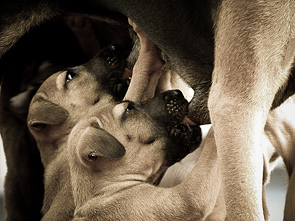 Mother's Dairy by Siddharth Shankar Vivek