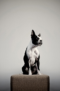 The Statue by Daniel Kudish