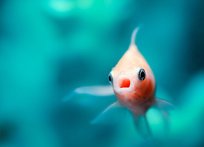 You talkin' to me? by Mangesh