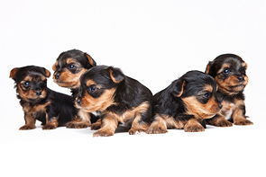 Yorkshire Terriers by Michal Grajkowski