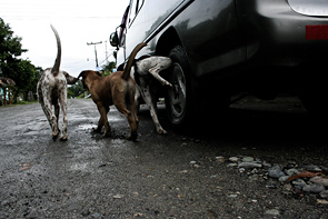 Dog Angle by Rebeca Saborio