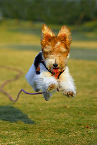 Fox Terrier by Jerry Xu