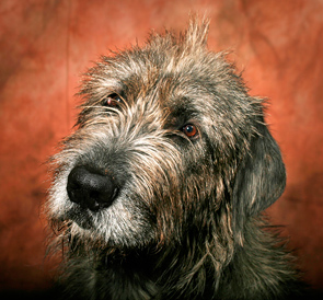 Earl by Phil Dixon